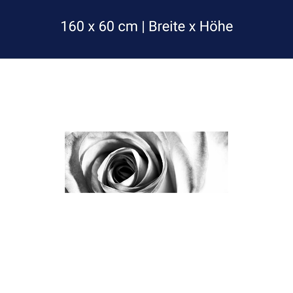 Küchenrückwand weiße Rose Blüte M0233 Küchenrückwand weiße Rose Blüte M0233