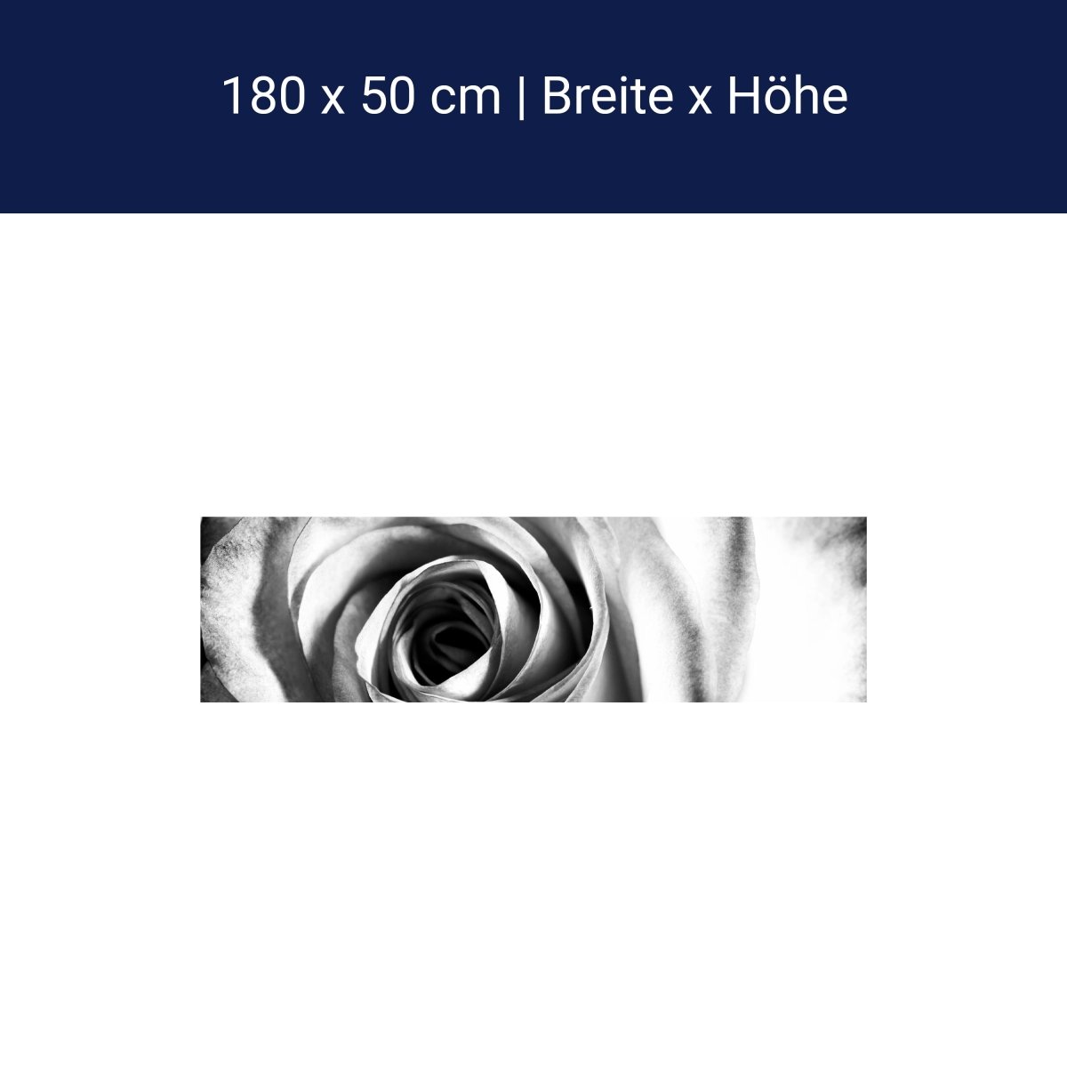 Küchenrückwand weiße Rose Blüte M0233 Küchenrückwand weiße Rose Blüte M0233