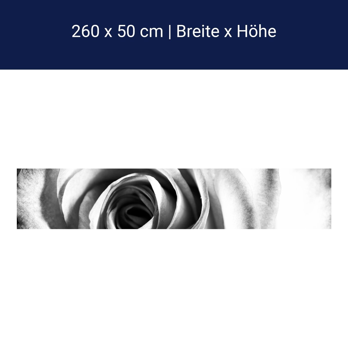 Küchenrückwand weiße Rose Blüte M0233 Küchenrückwand weiße Rose Blüte M0233