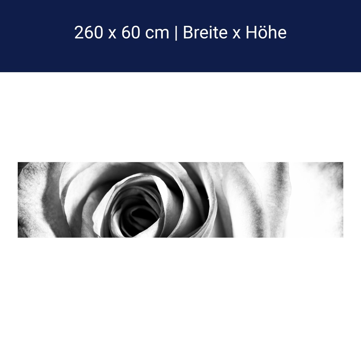 Küchenrückwand weiße Rose Blüte M0233 Küchenrückwand weiße Rose Blüte M0233