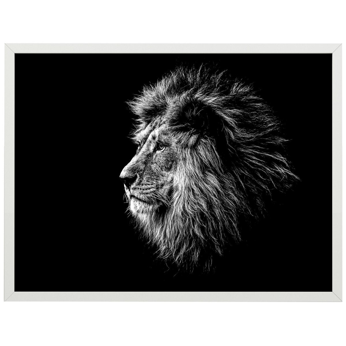 wandmotiv24 Poster, Poster - Löwe, Tier, Augen - M0279 - Bild 1