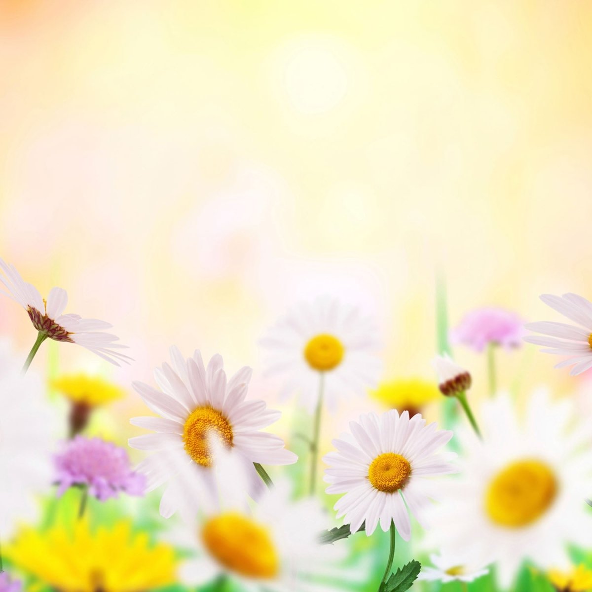 Beistelltisch Gänseblümchenfeld M0359 entdecken - Bild 2 Beistelltisch Gänseblümchenfeld M0359 entdecken - Bild 2