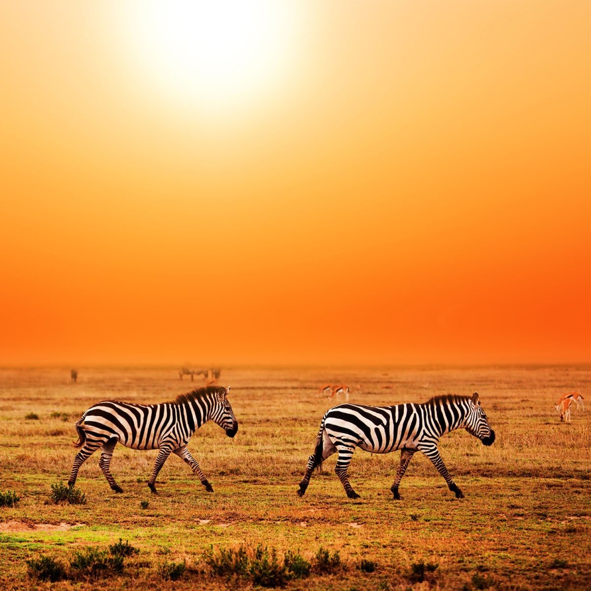 Beistelltisch Zebras in der Savanne M0403 entdecken - Bild 2 Beistelltisch Zebras in der Savanne M0403 entdecken - Bild 2