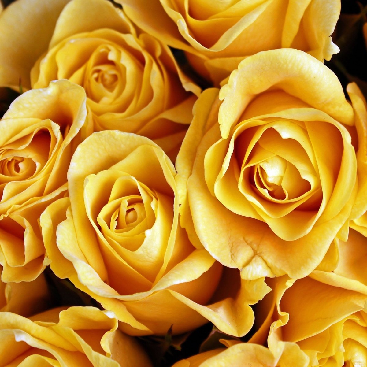 Beistelltisch Gelbe Rosen M0462 entdecken - Bild 2 Beistelltisch Gelbe Rosen M0462 entdecken - Bild 2