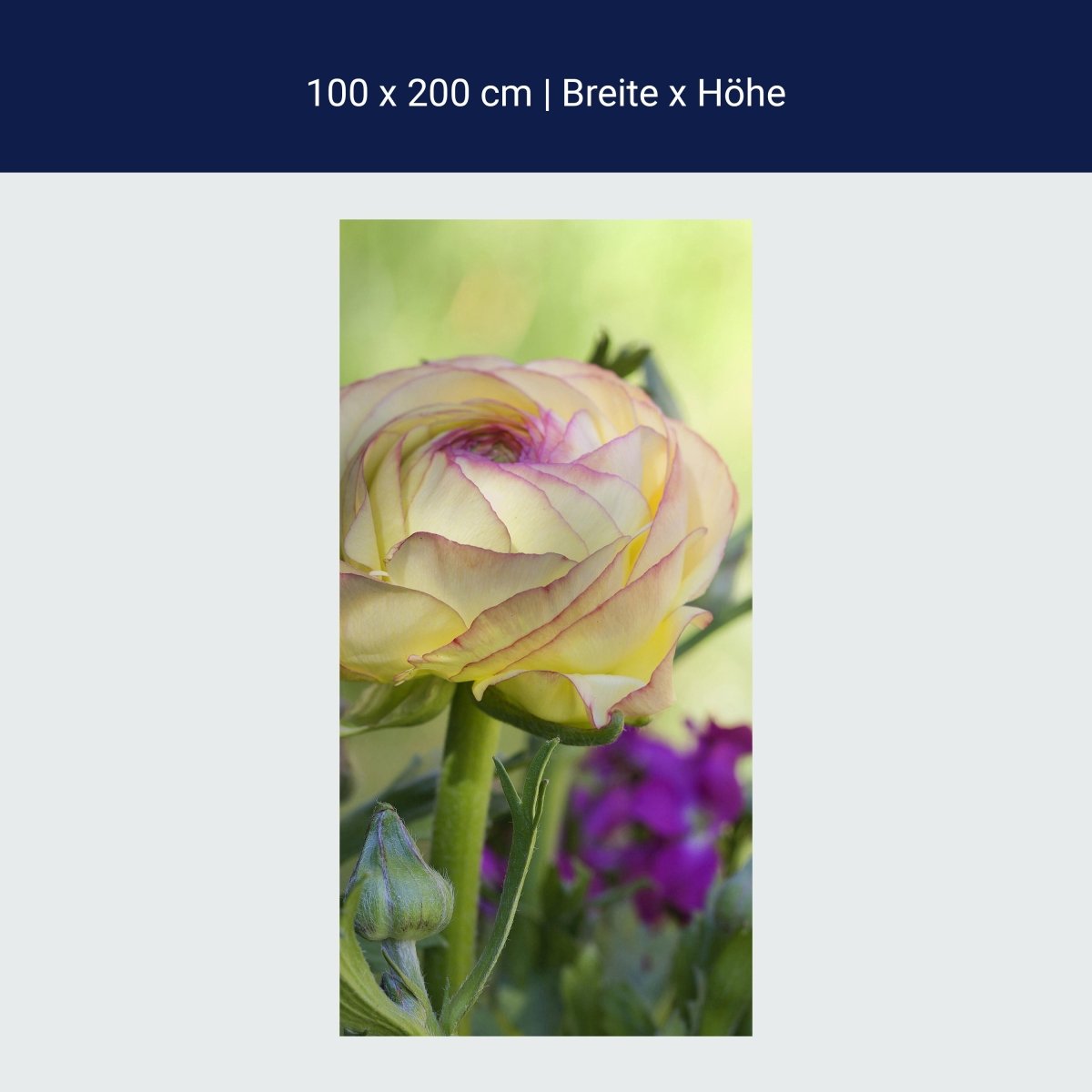 Duschwand Ranunkel M0492 Duschwand Ranunkel M0492