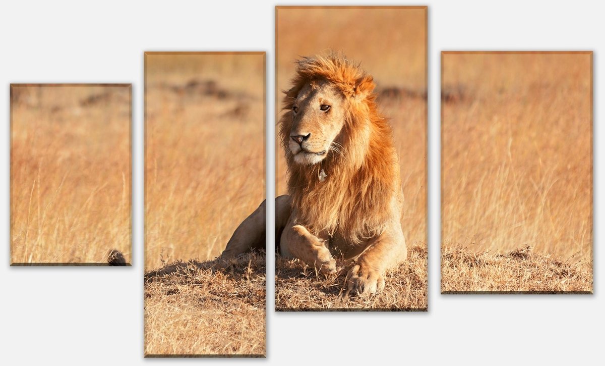 Leinwandbild Mehrteiler König der Savanne M0515 Leinwandbild Mehrteiler König der Savanne M0515