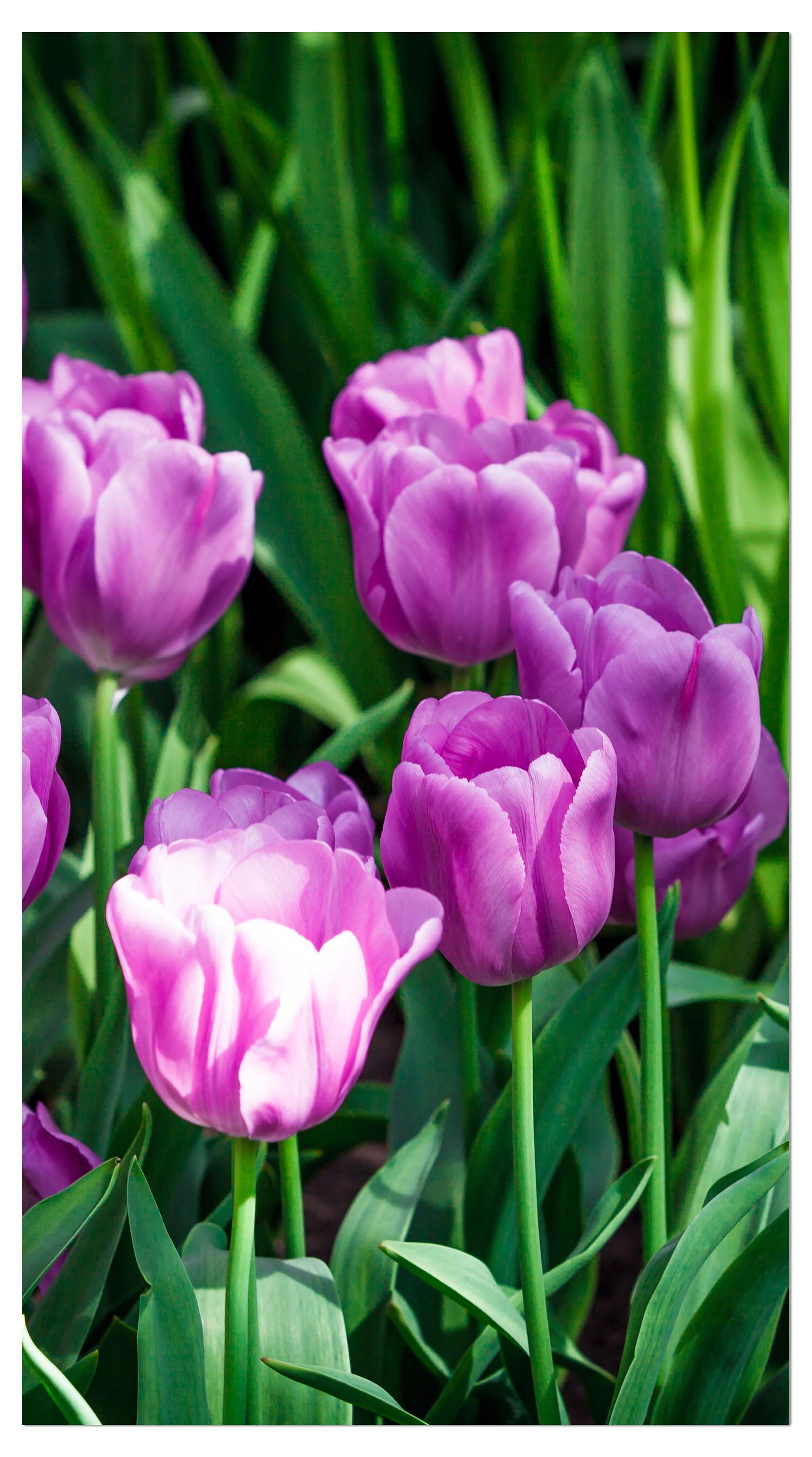 Garderobe Blütenblatt M0554 entdecken - Bild 4 Garderobe Blütenblatt M0554 entdecken - Bild 4