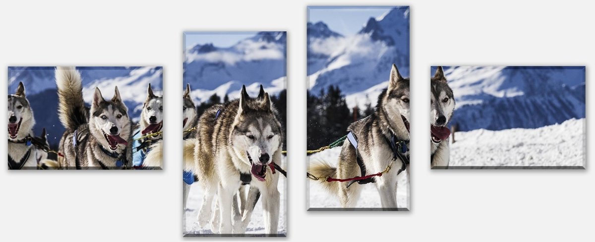 Leinwandbild Mehrteiler Schlittenhunde in Speed Racing M0559 Leinwandbild Mehrteiler Schlittenhunde in Speed Racing M0559
