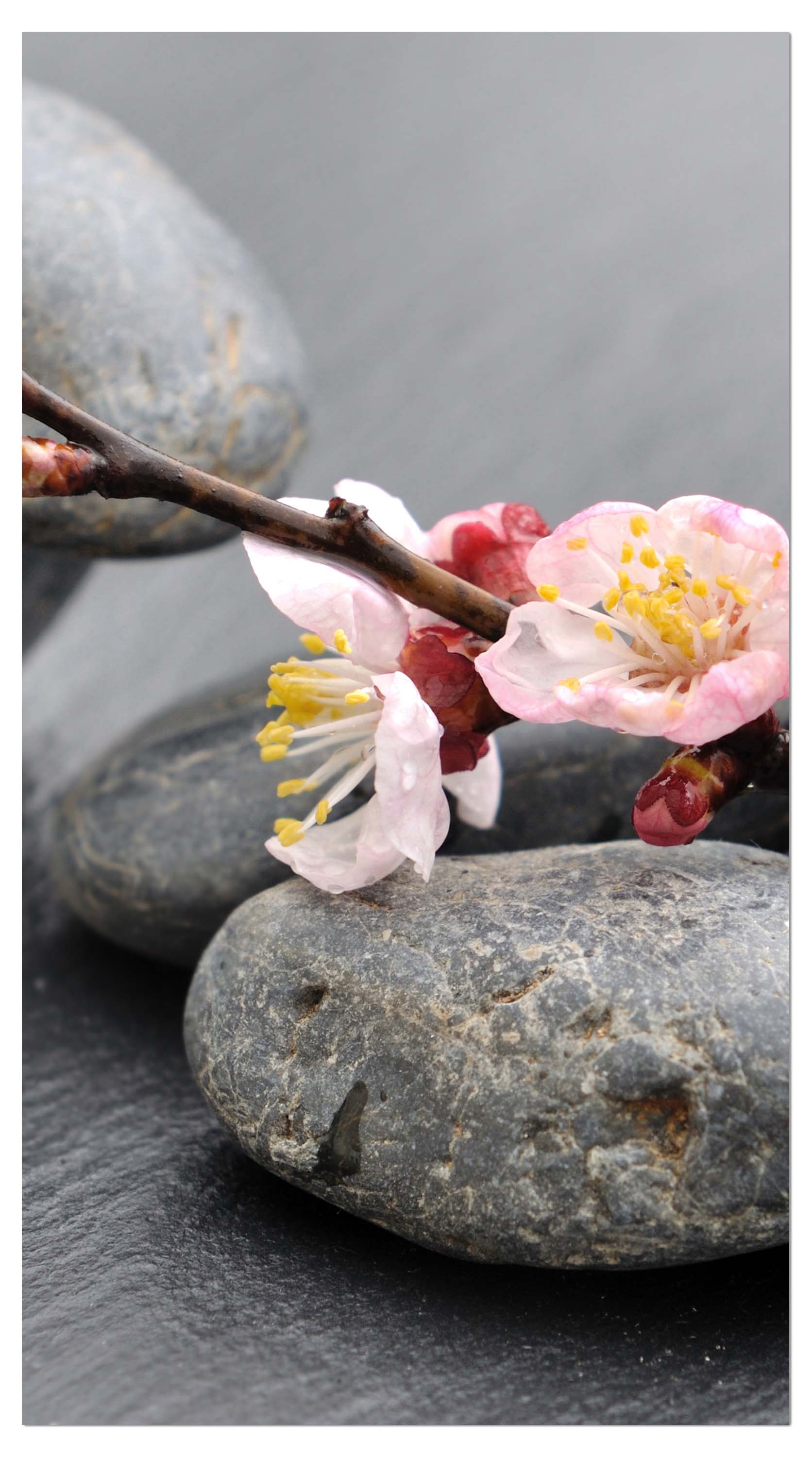 Garderobe Blumenast und Steine M0571 entdecken - Bild 4 Garderobe Blumenast und Steine M0571 entdecken - Bild 4