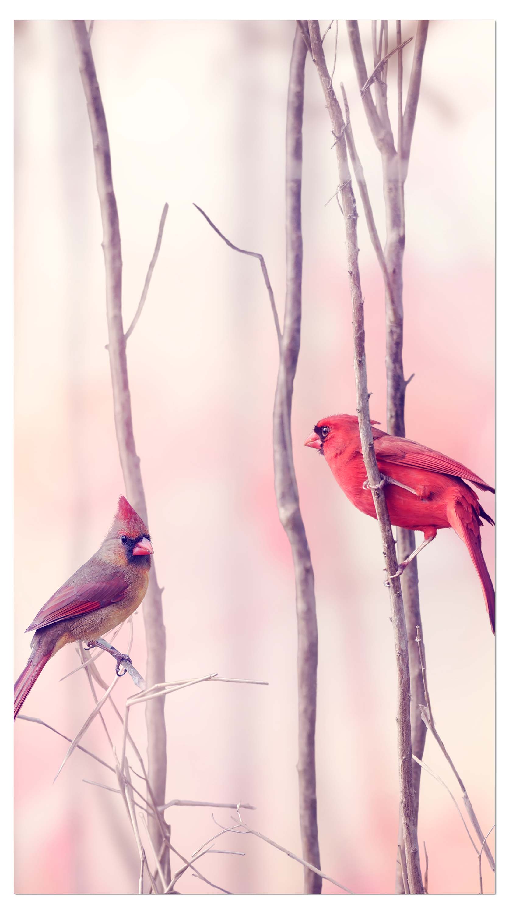 Garderobe Kardinalvögel M0718 entdecken - Bild 4