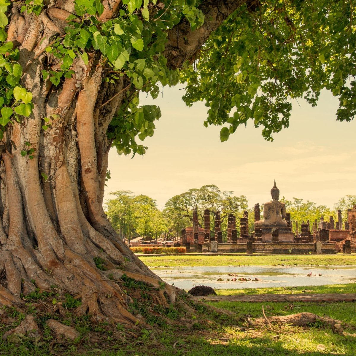 Beistelltisch Banyan-Baum im Sukhothai Historical Park, Thailand M0811 entdecken - Bild 2 Beistelltisch Banyan-Baum im Sukhothai Historical Park, Thailand M0811 entdecken - Bild 2