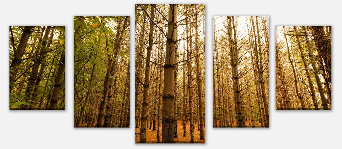 Leinwandbild Mehrteiler Bunte Herbstlandschaft M0921 entdecken - Bild 1 Leinwandbild Mehrteiler Bunte Herbstlandschaft M0921 entdecken - Bild 1