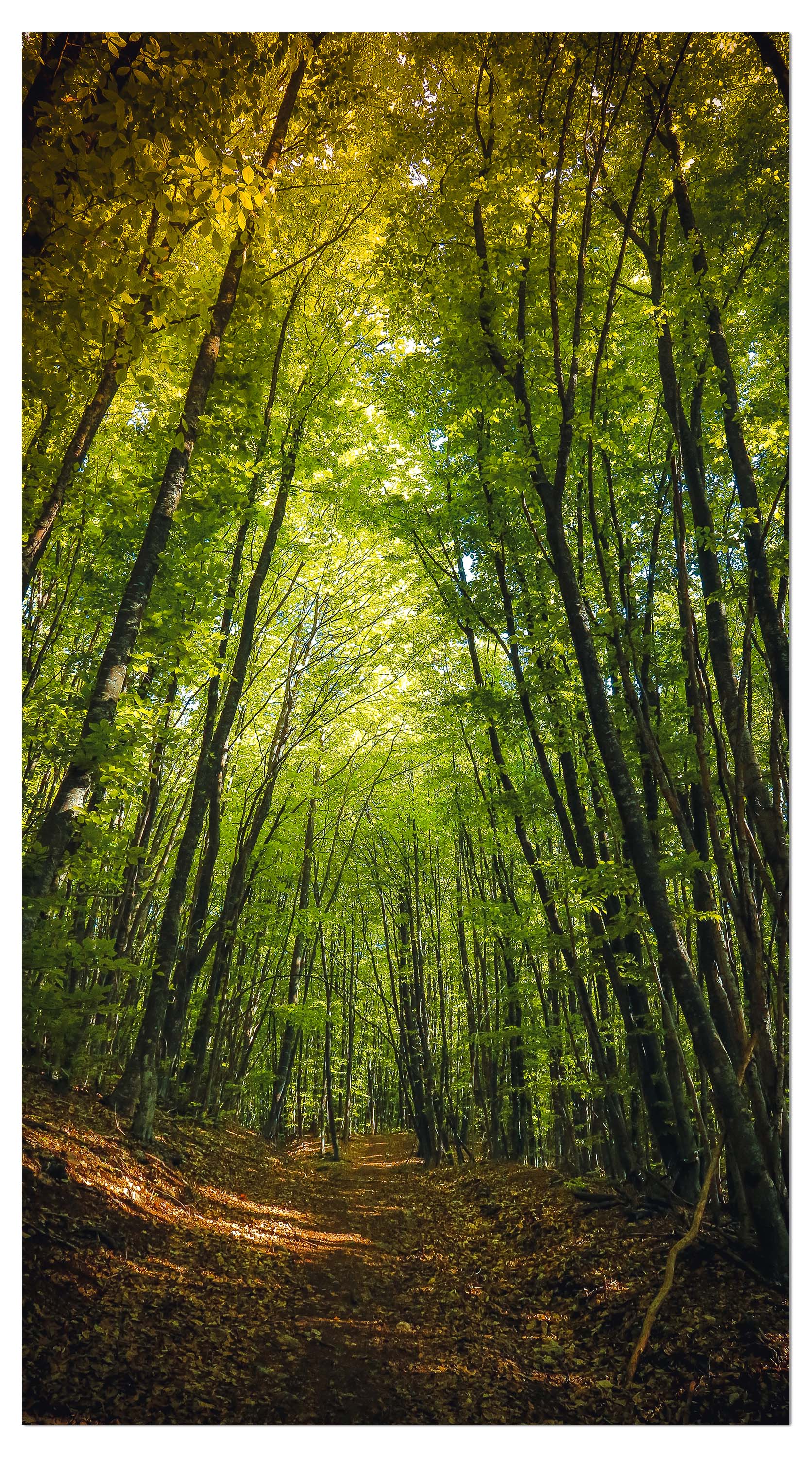 Garderobe Dunkler Weg im Wald M0923 entdecken - Bild 4 Garderobe Dunkler Weg im Wald M0923 entdecken - Bild 4
