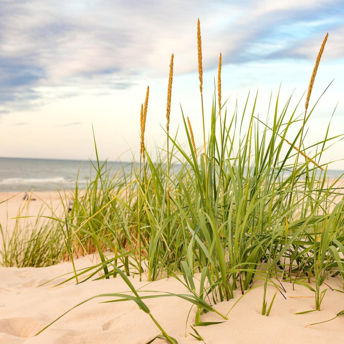 Beistelltisch Strand M0927 entdecken - Bild 2 Beistelltisch Strand M0927 entdecken - Bild 2