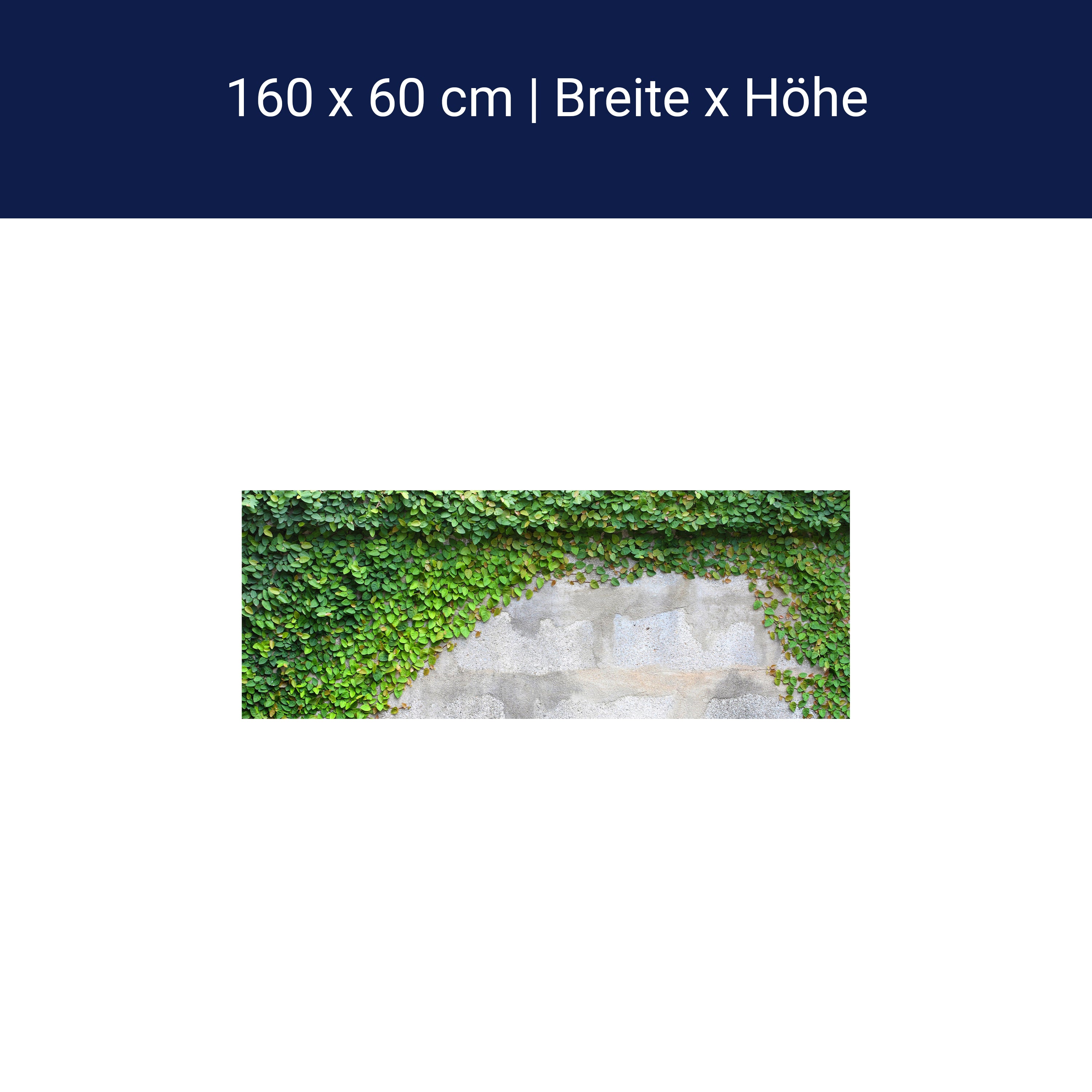 Küchenrückwand Eine Kriechpflanze auf einer Mauer M0937 Küchenrückwand Eine Kriechpflanze auf einer Mauer M0937