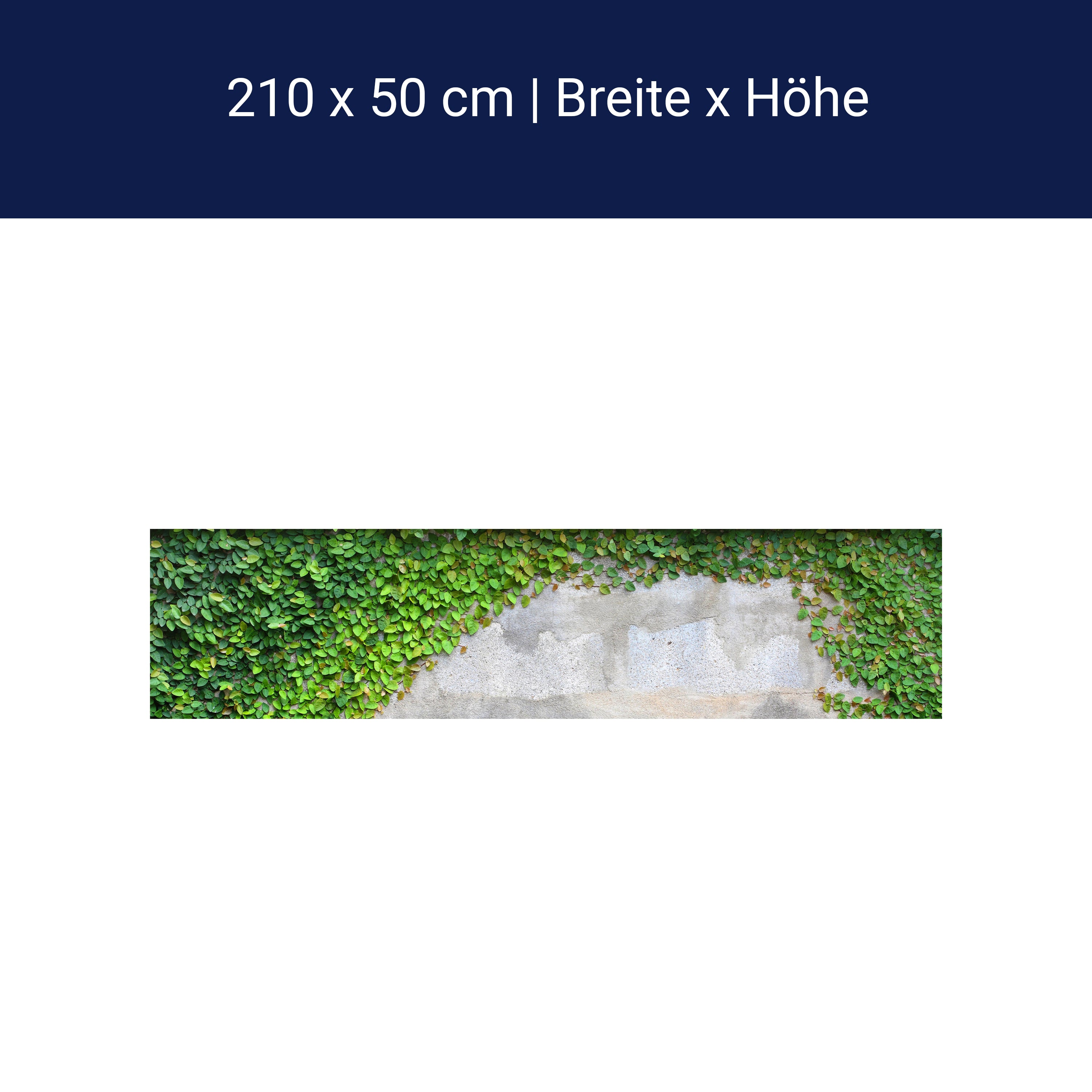 Küchenrückwand Eine Kriechpflanze auf einer Mauer M0937 Küchenrückwand Eine Kriechpflanze auf einer Mauer M0937