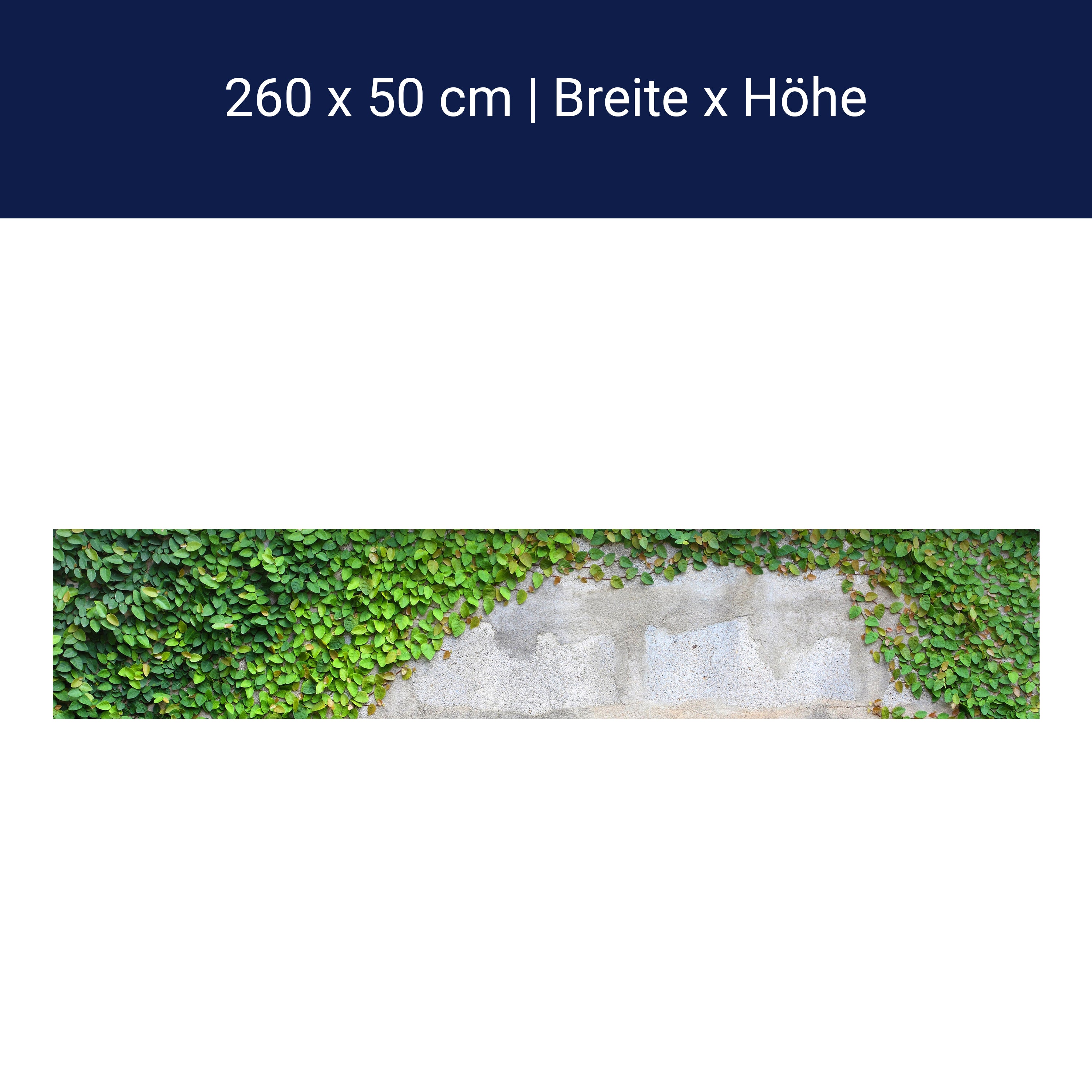 Küchenrückwand Eine Kriechpflanze auf einer Mauer M0937 Küchenrückwand Eine Kriechpflanze auf einer Mauer M0937