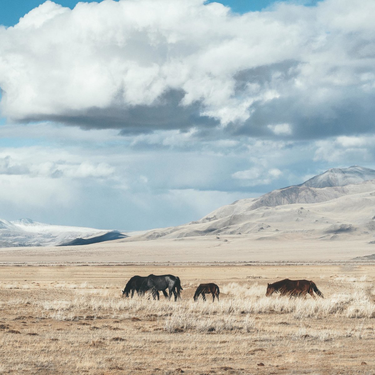Beistelltisch Wilde Pferde weiden in der Steppe M0947 entdecken - Bild 2