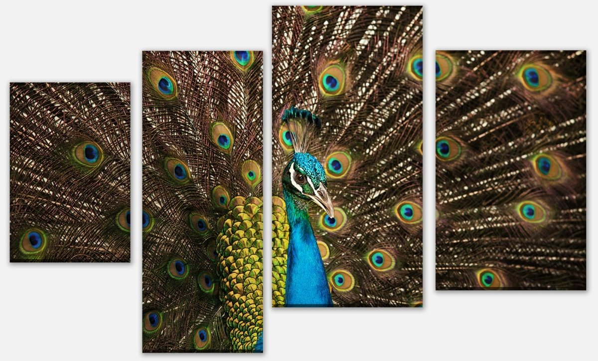 Leinwandbild Mehrteiler schöner Pfau M1005 Leinwandbild Mehrteiler schöner Pfau M1005