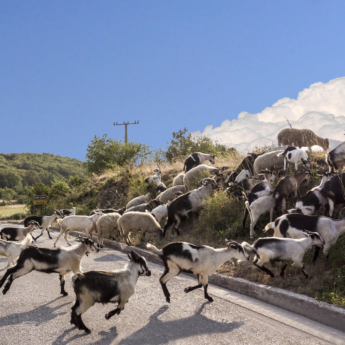 Beistelltisch Schafe und Ziegen überqueren die Straße M1014 entdecken - Bild 2