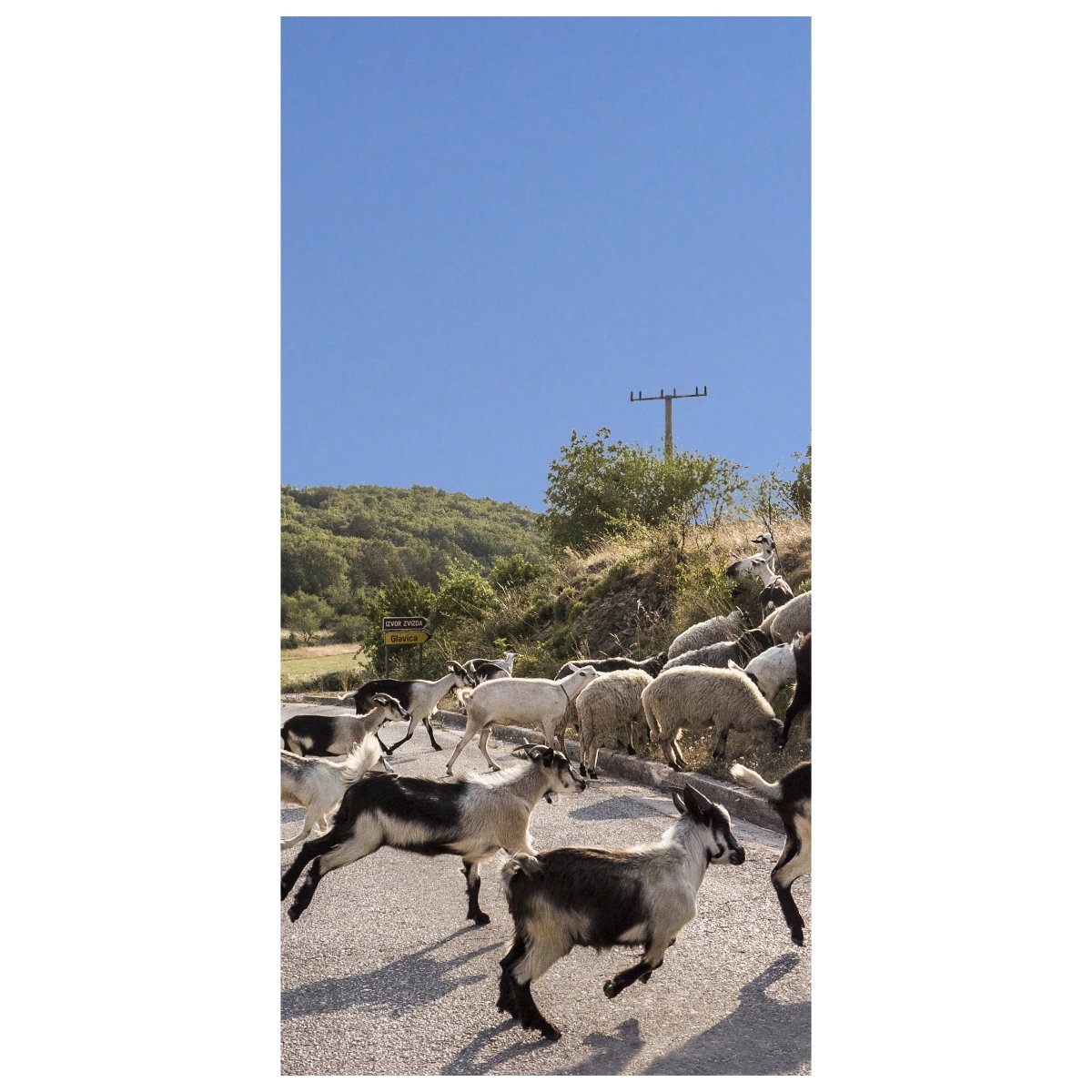Türtapete Schafe und Ziegen überqueren die Straße M1014 - Bild 2