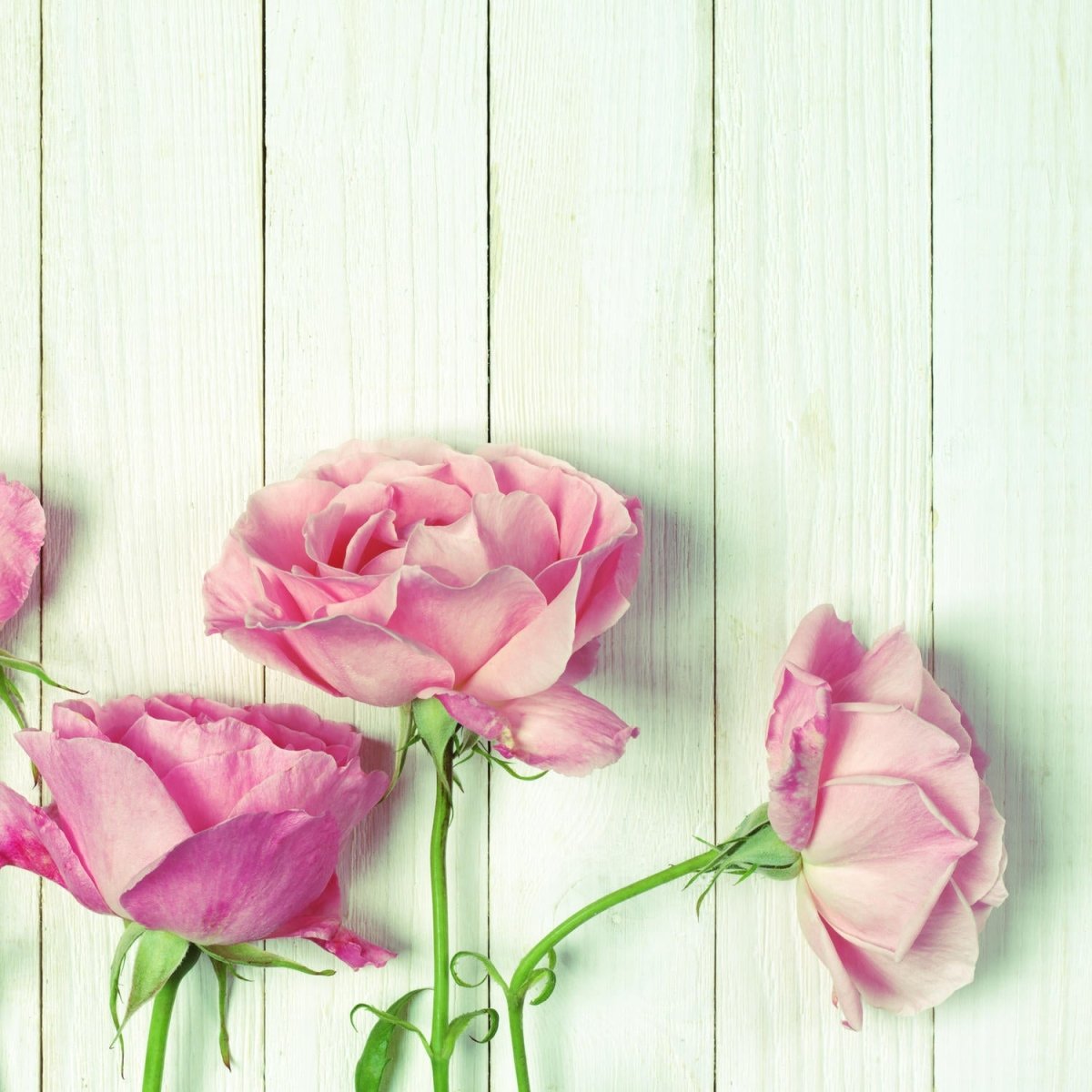 Beistelltisch Frische Gartenrosen M1021 entdecken - Bild 2 Beistelltisch Frische Gartenrosen M1021 entdecken - Bild 2