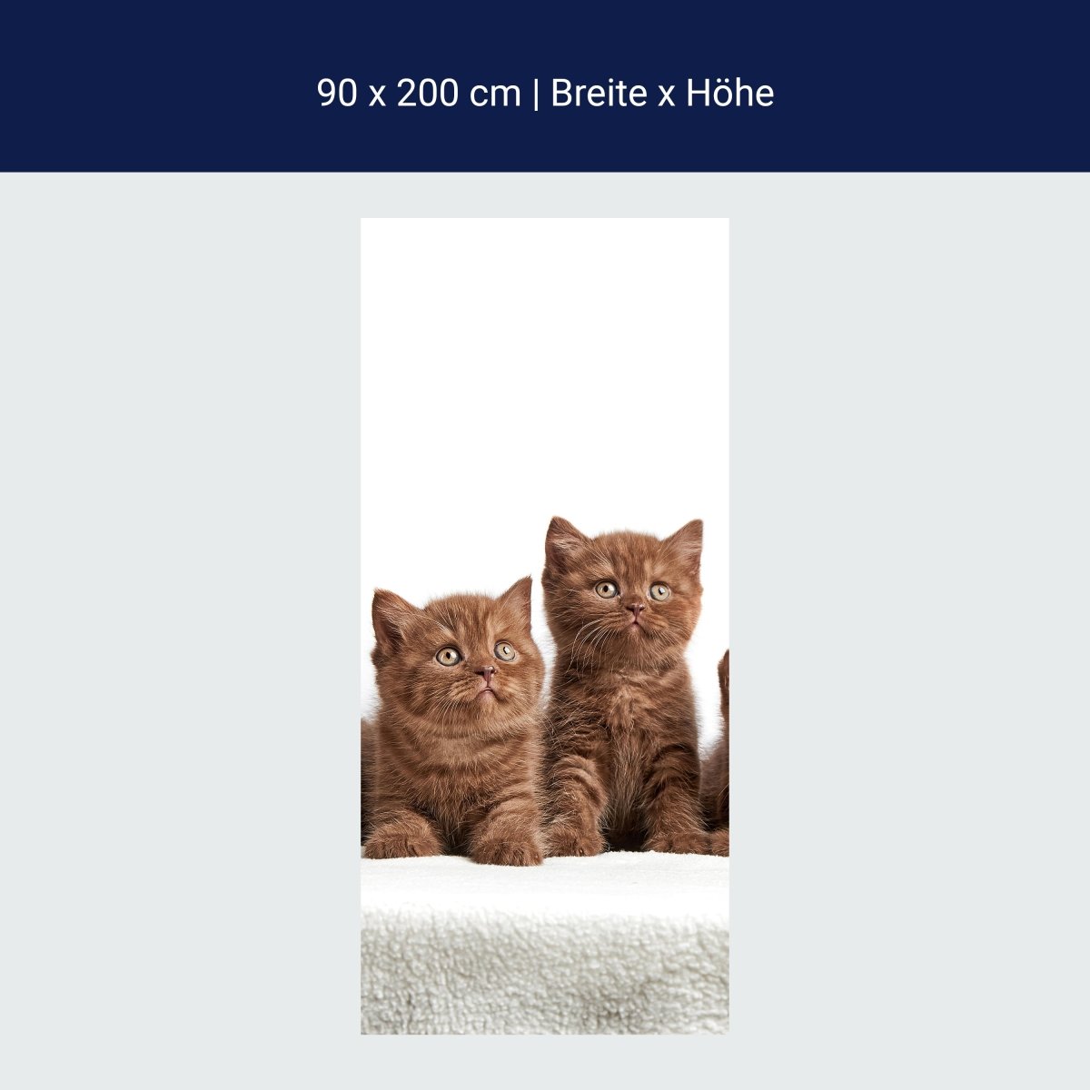 Duschwand Portrait von sechs braunen Kätzchen M1022