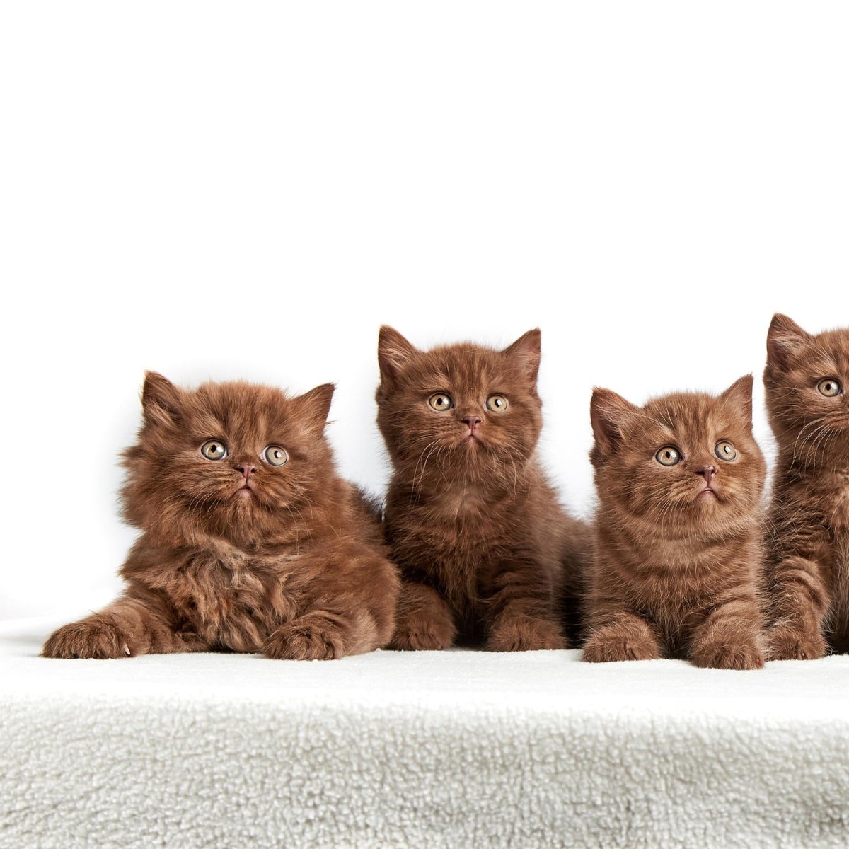Beistelltisch Portrait von sechs braunen britischen Kätzchen M1022 entdecken - Bild 2