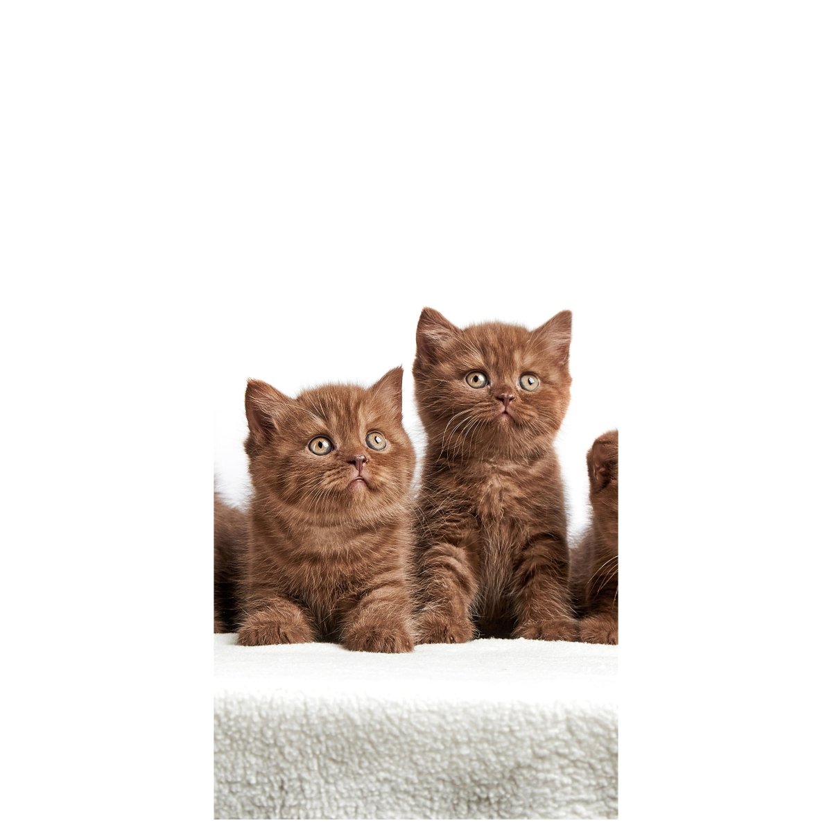 Türtapete Portrait von sechs braunen britischen Kätzchen M1022 - Bild 2