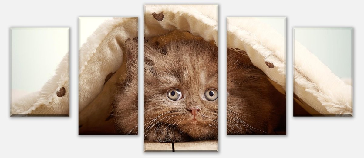 Leinwandbild Mehrteiler Braunes britisches langhaariges Kätzchen M1023 entdecken - Bild 1 Leinwandbild Mehrteiler Braunes britisches langhaariges Kätzchen M1023 entdecken - Bild 1