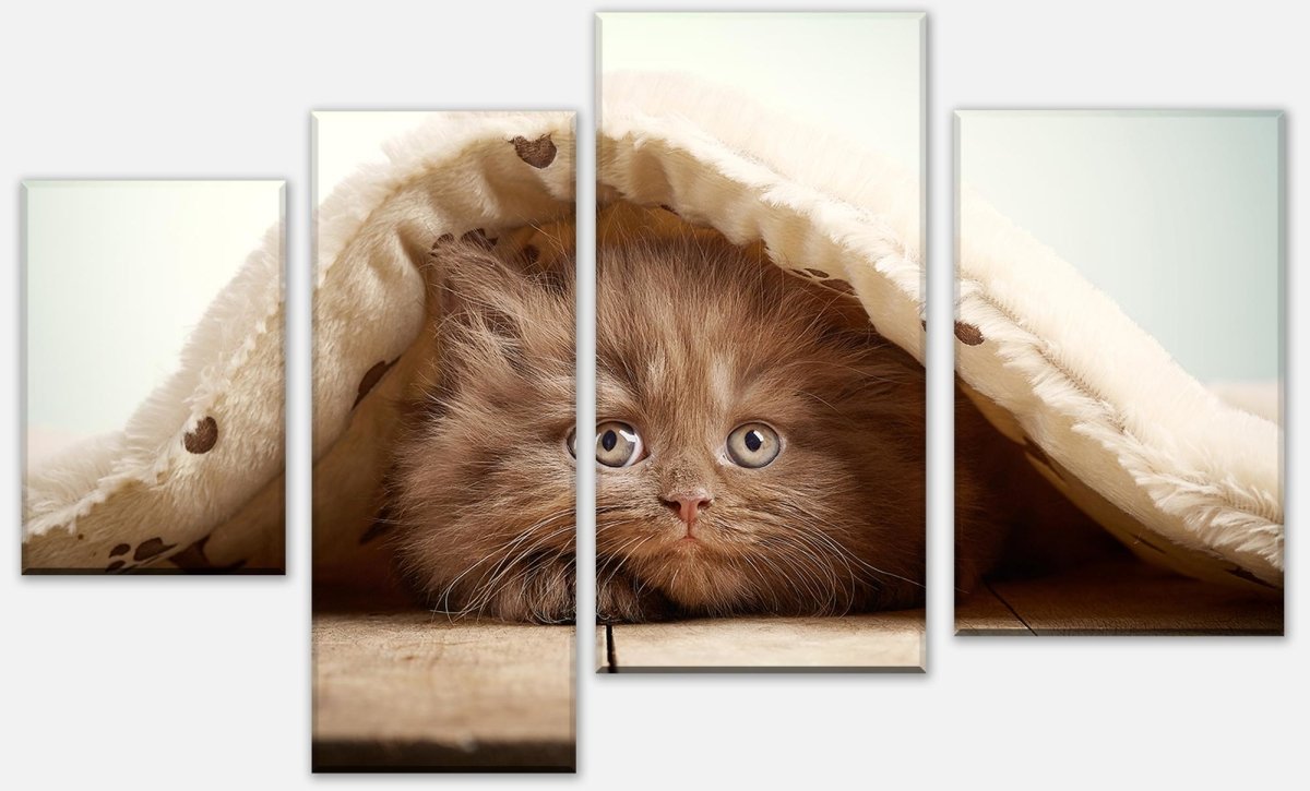 Leinwandbild Mehrteiler Braunes britisches langhaariges Kätzchen M1023 Leinwandbild Mehrteiler Braunes britisches langhaariges Kätzchen M1023