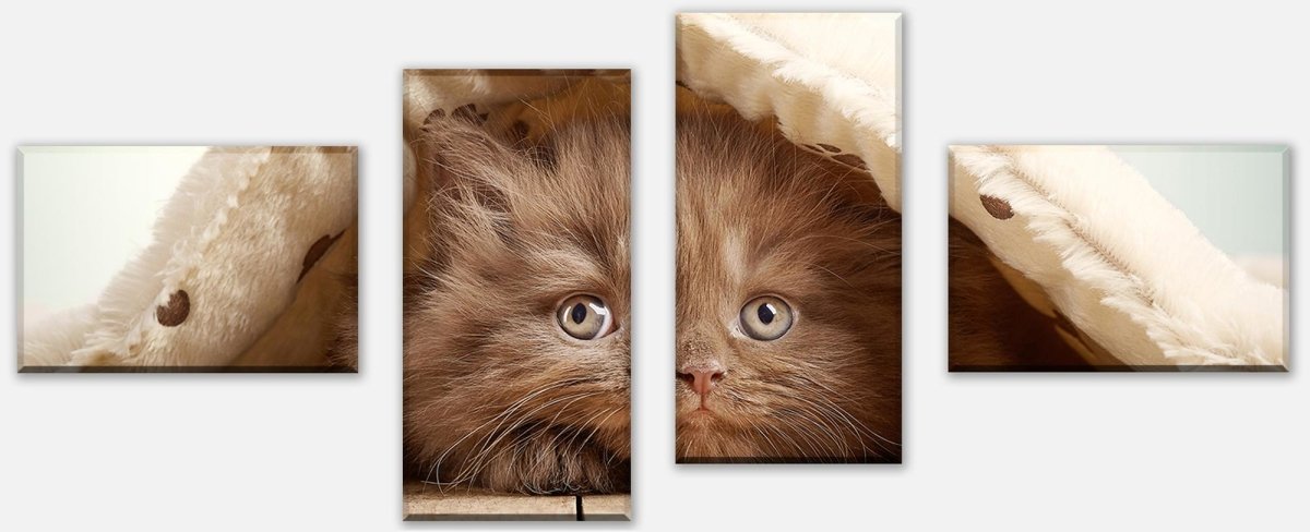 Leinwandbild Mehrteiler Braunes britisches langhaariges Kätzchen M1023 Leinwandbild Mehrteiler Braunes britisches langhaariges Kätzchen M1023