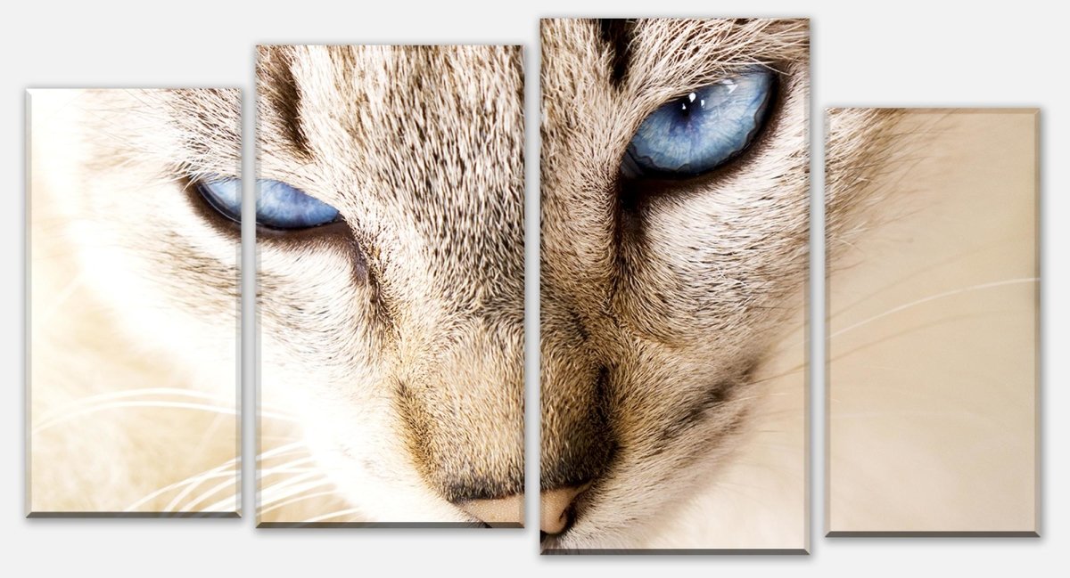 Leinwandbild Mehrteiler Nettes weißes Katzenporträt M1028 Leinwandbild Mehrteiler Nettes weißes Katzenporträt M1028