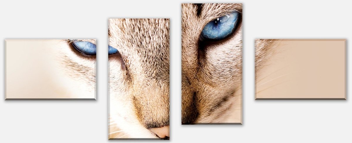 Leinwandbild Mehrteiler Nettes weißes Katzenporträt M1028 Leinwandbild Mehrteiler Nettes weißes Katzenporträt M1028