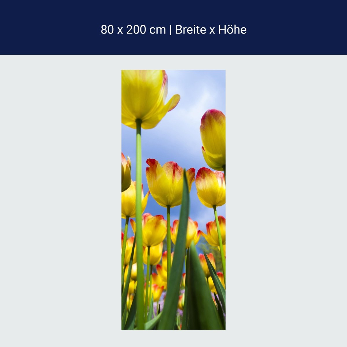 Duschwand Tulpen M1029