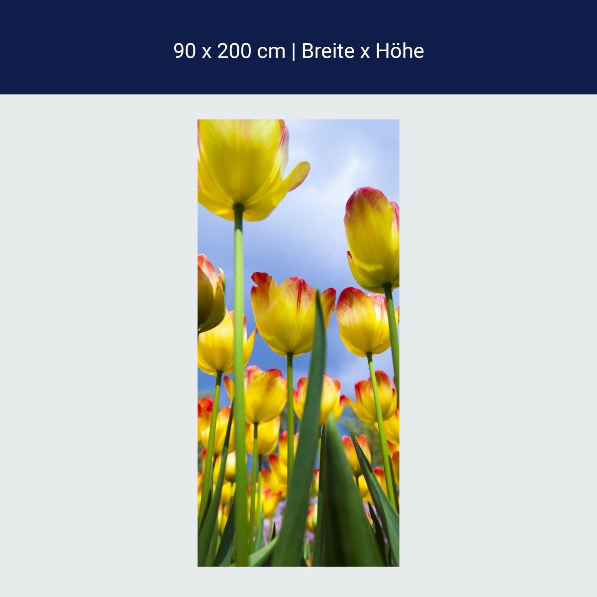 Duschwand Tulpen M1029