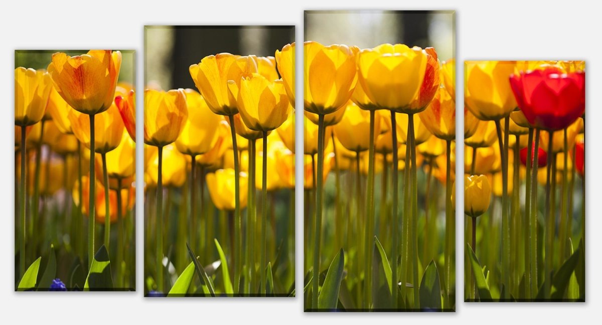 Leinwandbild Mehrteiler Tulpen im Garten M1030 Leinwandbild Mehrteiler Tulpen im Garten M1030