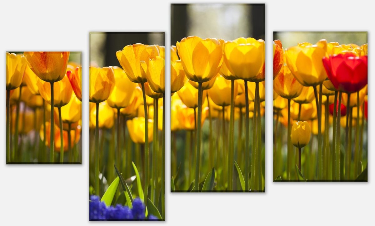 Leinwandbild Mehrteiler Tulpen im Garten M1030 Leinwandbild Mehrteiler Tulpen im Garten M1030