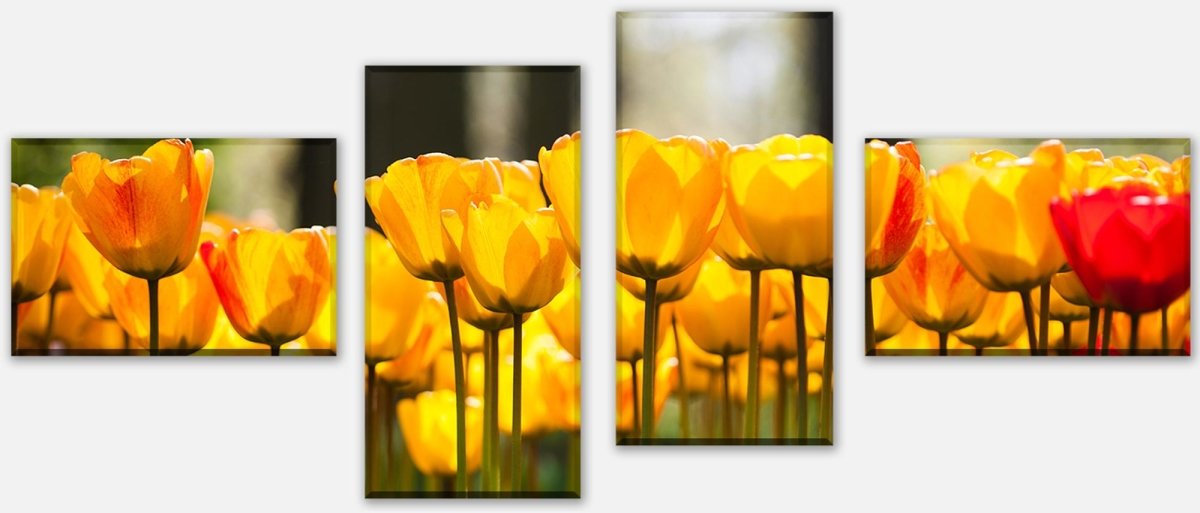 Leinwandbild Mehrteiler Tulpen im Garten M1030 Leinwandbild Mehrteiler Tulpen im Garten M1030