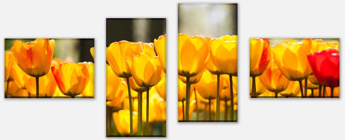 Leinwandbild Mehrteiler Tulpen im Garten M1030 Leinwandbild Mehrteiler Tulpen im Garten M1030