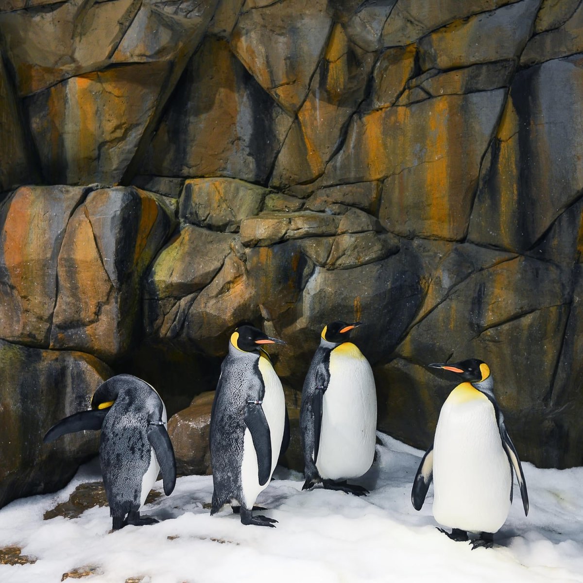 Beistelltisch Kaiserpinguine M1031 entdecken - Bild 2 Beistelltisch Kaiserpinguine M1031 entdecken - Bild 2