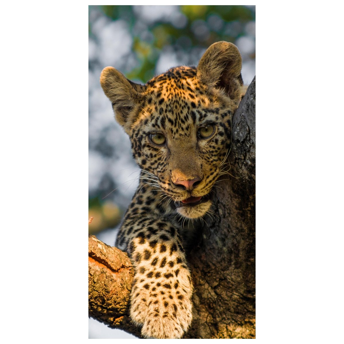 Türtapete Leopard in Südafrika M1032 - Bild 2