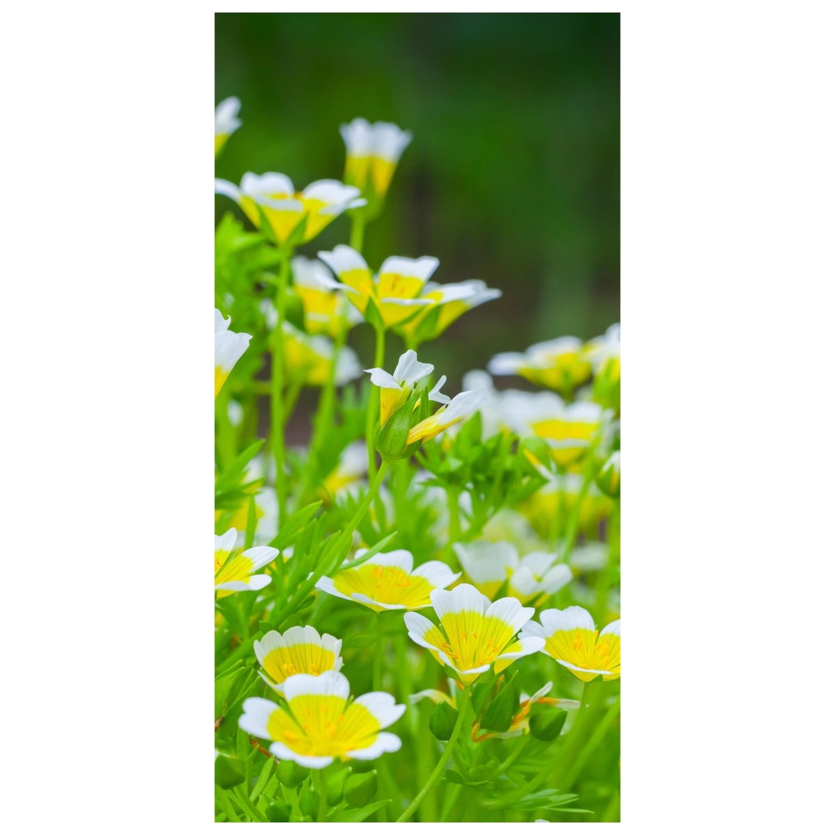 Türtapete Blumen, die im Sommergarten wachsen M1039 - Bild 2