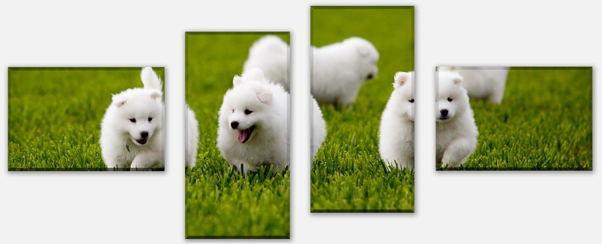 Leinwandbild Mehrteiler Samojedenhund M1043 Leinwandbild Mehrteiler Samojedenhund M1043