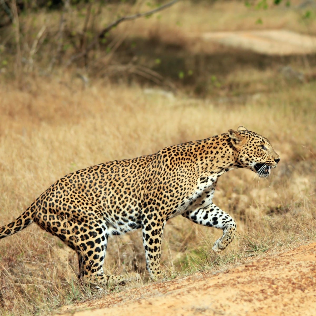 Beistelltisch Sri-Lankischer Leopard M1058 entdecken - Bild 2