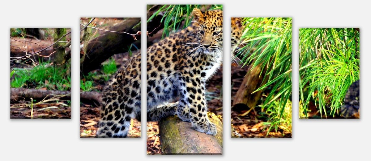 Leinwandbild Mehrteiler Kleiner Leopard M1060 entdecken - Bild 1 Leinwandbild Mehrteiler Kleiner Leopard M1060 entdecken - Bild 1