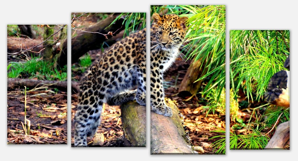 Leinwandbild Mehrteiler Kleiner Leopard M1060 Leinwandbild Mehrteiler Kleiner Leopard M1060