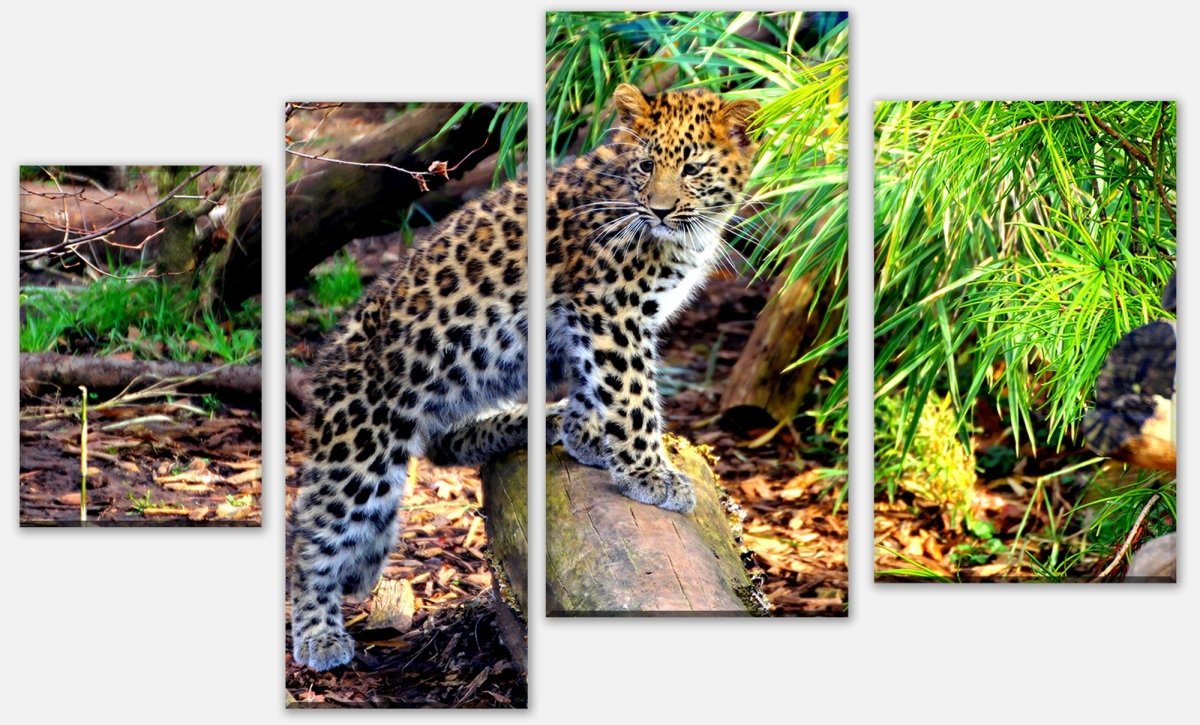 Leinwandbild Mehrteiler Kleiner Leopard M1060 Leinwandbild Mehrteiler Kleiner Leopard M1060