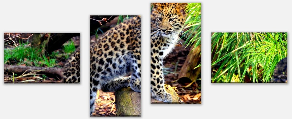 Leinwandbild Mehrteiler Kleiner Leopard M1060 Leinwandbild Mehrteiler Kleiner Leopard M1060