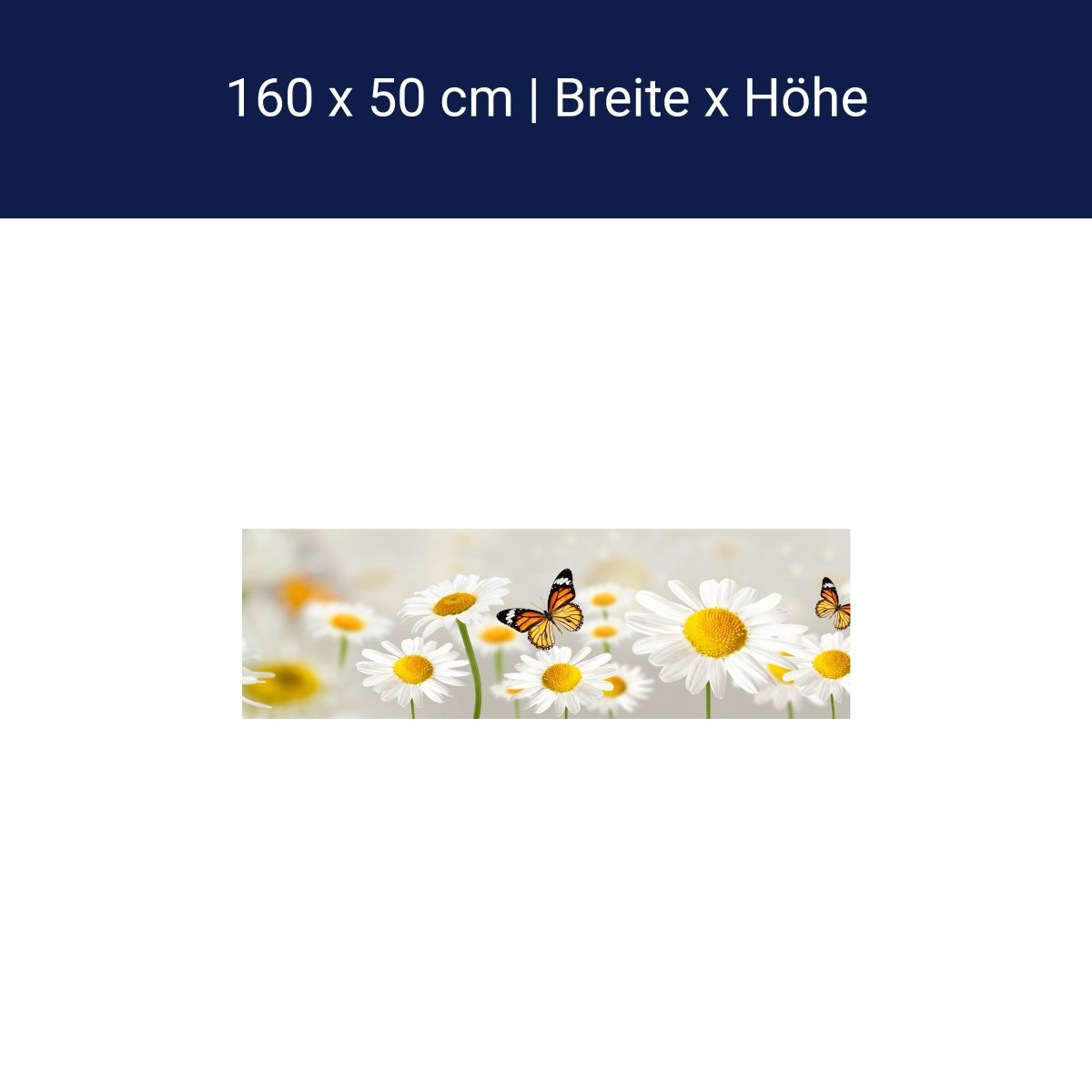Küchenrückwand Gänseblümchen Schmetterlinge M1095 Küchenrückwand Gänseblümchen Schmetterlinge M1095